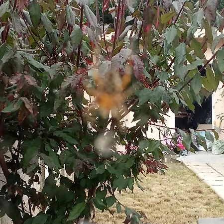 La Braderie * Лилль